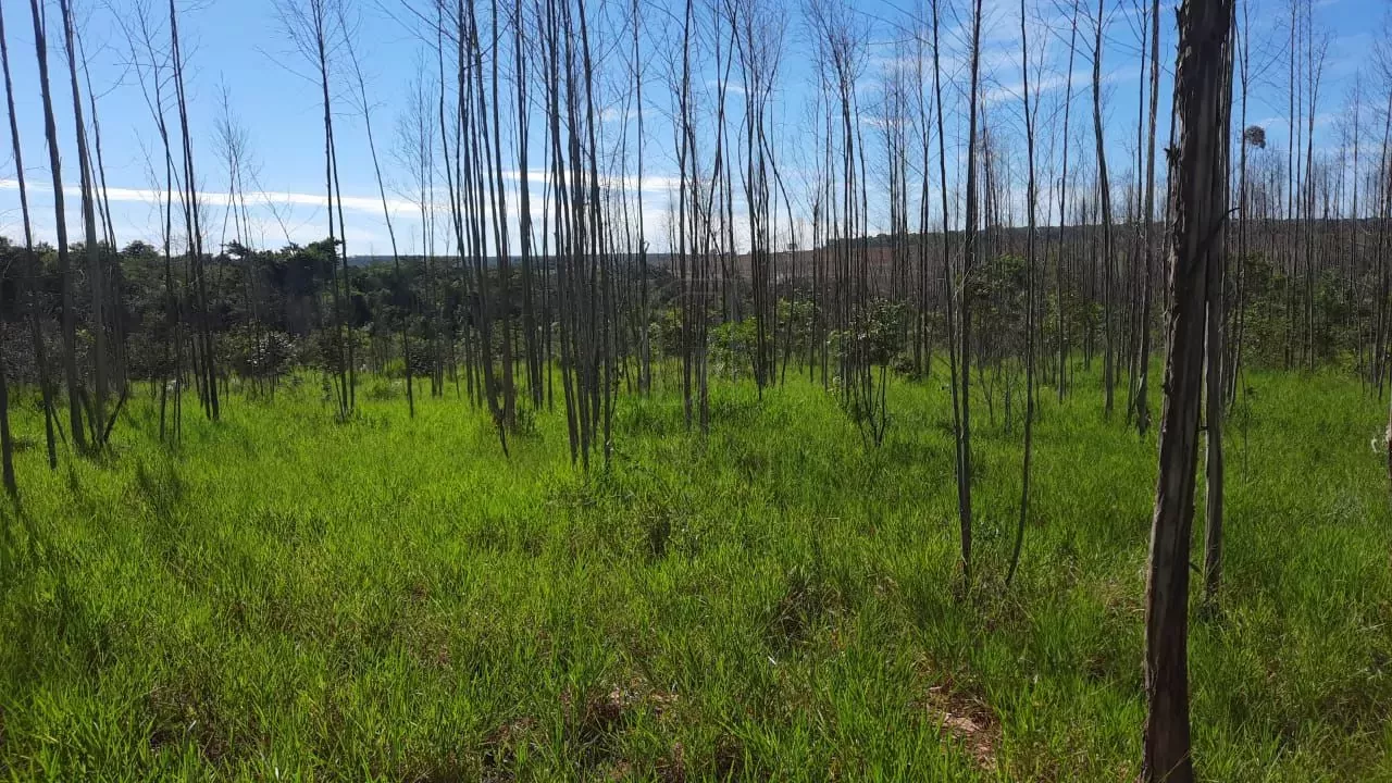 Comprar Fazenda